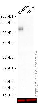 Western blot - Anti-CD133 antibody [EPR20980-104] (AB216323), expandable thumbnail