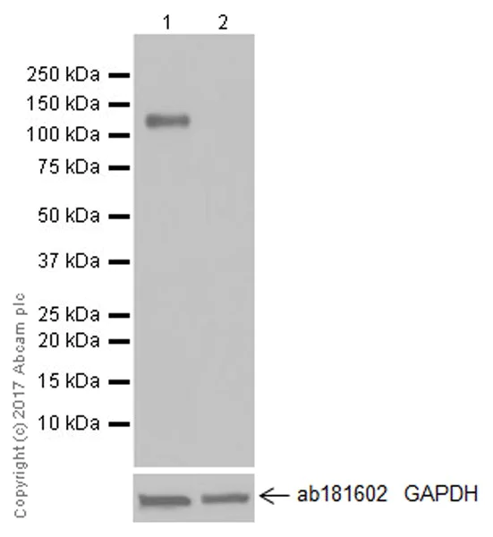 Western blot - Anti-CD133 antibody [EPR20980-104] (AB216323)