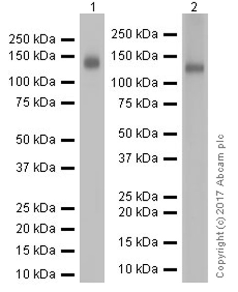 Western blot - Anti-CD133 antibody [EPR20980-104] (AB216323), expandable thumbnail