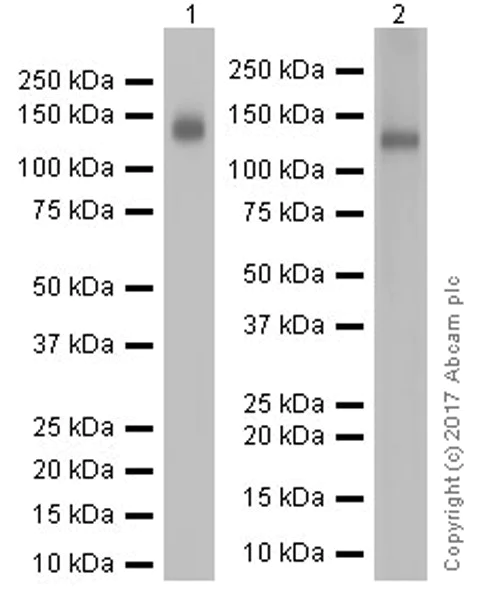 Western blot - Anti-CD133 antibody [EPR20980-104] (AB216323)