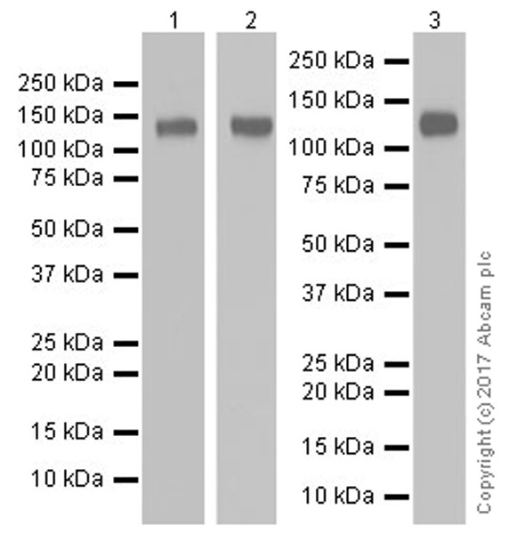 Western blot - Anti-CD133 antibody [EPR20980-45] (AB226355), expandable thumbnail