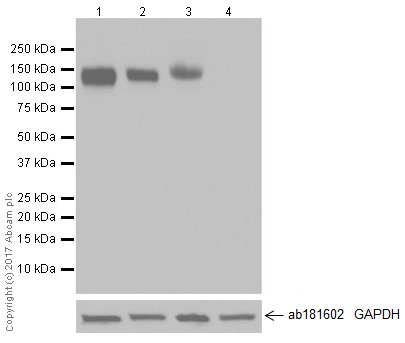 Western blot - Anti-CD133 antibody [EPR20980-45] (AB226355), expandable thumbnail