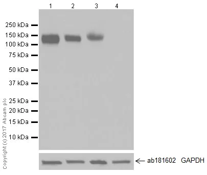 Western blot - Anti-CD133 antibody [EPR20980-45] (AB226355)