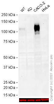 Western blot - Anti-CD133 antibody [EPR20980-45] (AB226355), expandable thumbnail