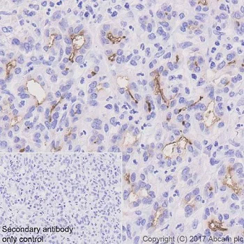Immunohistochemistry (Formalin/PFA-fixed paraffin-embedded sections) - Anti-CD133 antibody [EPR20980-45] - BSA and Azide free (AB226486)