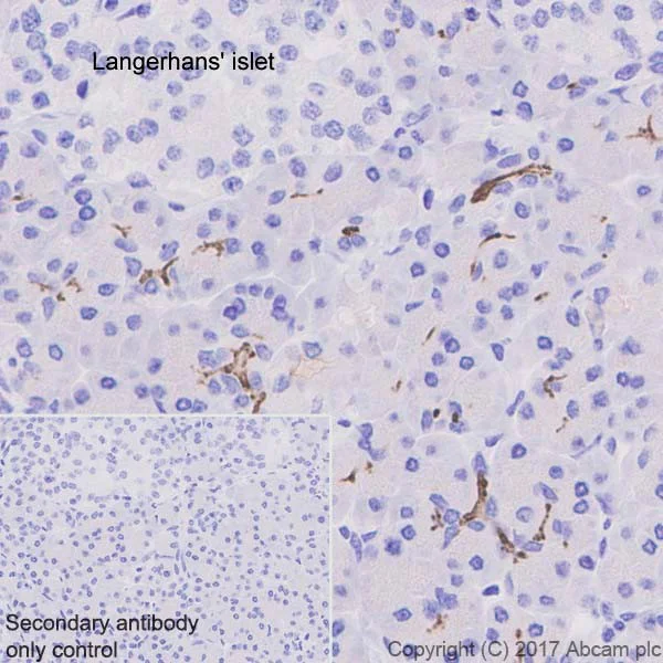 Immunohistochemistry (Formalin/PFA-fixed paraffin-embedded sections) - Anti-CD133 antibody [EPR20980-45] - BSA and Azide free (AB226486)