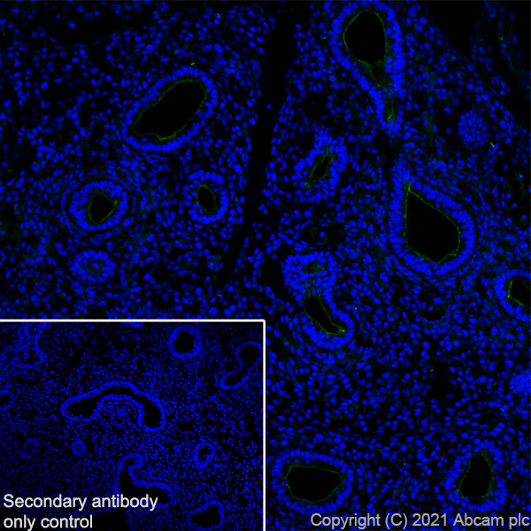 Immunohistochemistry (Frozen sections) - Anti-CD133 antibody [EPR24348-38] (ab271092), expandable thumbnail