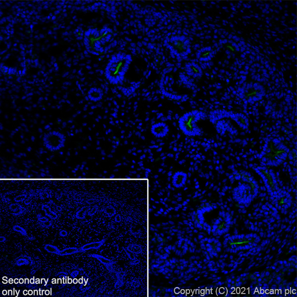 Immunohistochemistry (Frozen sections) - Anti-CD133 antibody [EPR24348-38] (ab271092), expandable thumbnail