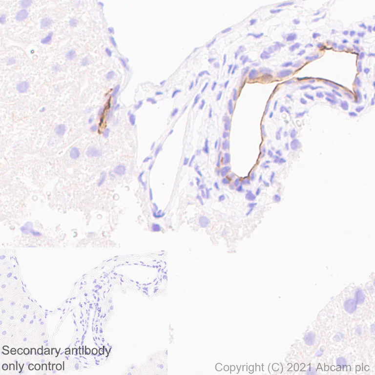 Immunohistochemistry (Formalin/PFA-fixed paraffin-embedded sections) - Anti-CD133 antibody [EPR24348-38] - BSA and Azide free (AB281841)
