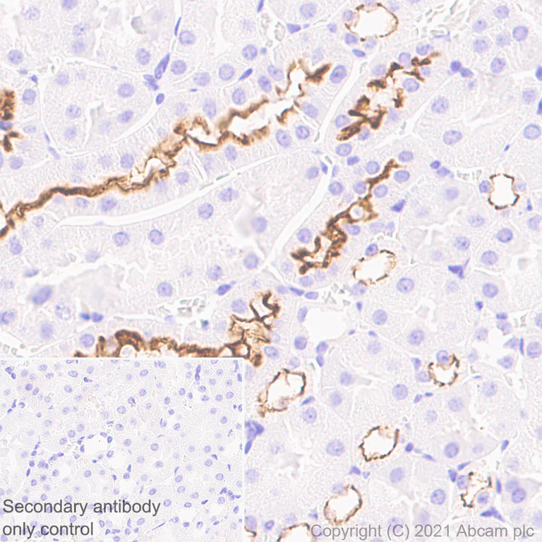 Immunohistochemistry (Formalin/PFA-fixed paraffin-embedded sections) - Anti-CD133 antibody [EPR24348-38] - BSA and Azide free (AB281841)