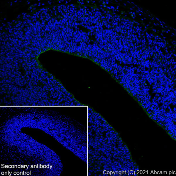 Immunohistochemistry (Frozen sections) - Anti-CD133 antibody [EPR24348-38] - BSA and Azide free (AB281841)