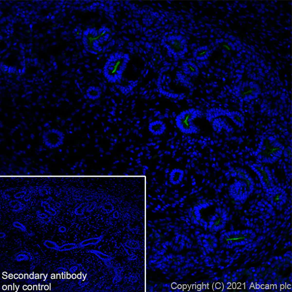 Immunohistochemistry (Frozen sections) - Anti-CD133 antibody [EPR24348-38] - BSA and Azide free (AB281841)