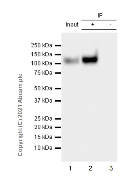 Immunoprecipitation - Anti-CD133 antibody [EPR24348-38] - BSA and Azide free (AB281841)