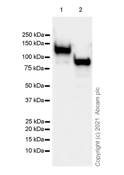Western blot - Anti-CD133 antibody [EPR24348-38] - BSA and Azide free (AB281841)