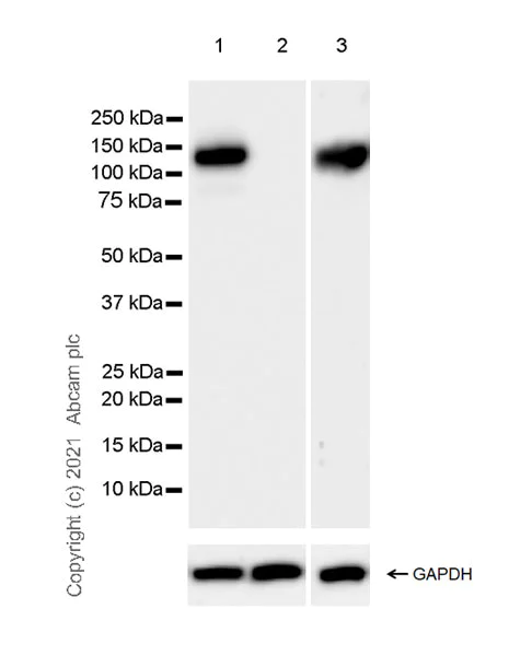 Western blot - Anti-CD133 antibody [EPR24348-38] - BSA and Azide free (AB281841)