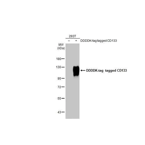 Western blot - Anti-CD133 antibody [HL1271] (AB317084)