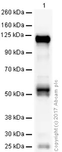 Western blot - Anti-CD133 antibody [mAbcam27699] (AB27699), expandable thumbnail