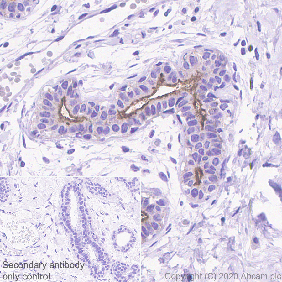 Immunohistochemistry (Formalin/PFA-fixed paraffin-embedded sections) - Anti-CD133 antibody [RM1002] - Stem Cell Marker (AB278053), expandable thumbnail