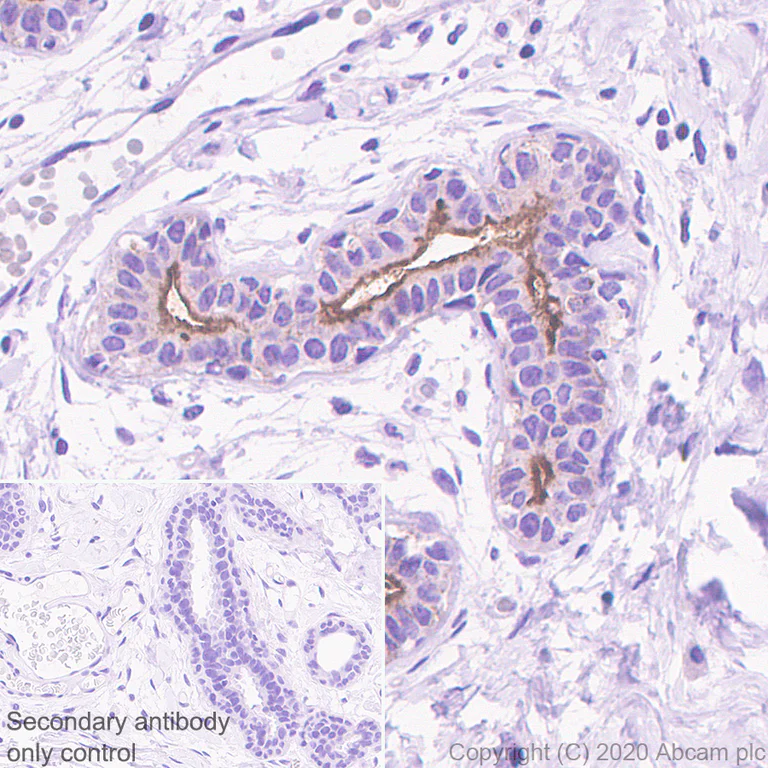 Immunohistochemistry (Formalin/PFA-fixed paraffin-embedded sections) - Anti-CD133 antibody [RM1002] - Stem Cell Marker (AB278053)