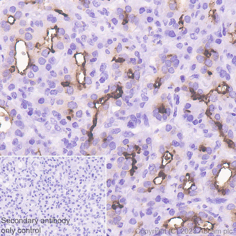 Immunohistochemistry (Formalin/PFA-fixed paraffin-embedded sections) - Anti-CD133 antibody [RM1002] - Stem Cell Marker (AB278053)