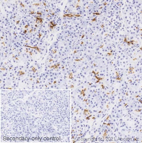 Immunohistochemistry (Frozen sections) - Anti-CD133 antibody [RM1002] - Stem Cell Marker (AB278053), expandable thumbnail