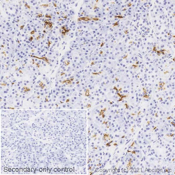 Immunohistochemistry (Frozen sections) - Anti-CD133 antibody [RM1002] - Stem Cell Marker (AB278053)