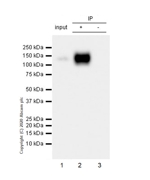 Immunoprecipitation - Anti-CD133 antibody [RM1002] - Stem Cell Marker (ab278053), expandable thumbnail