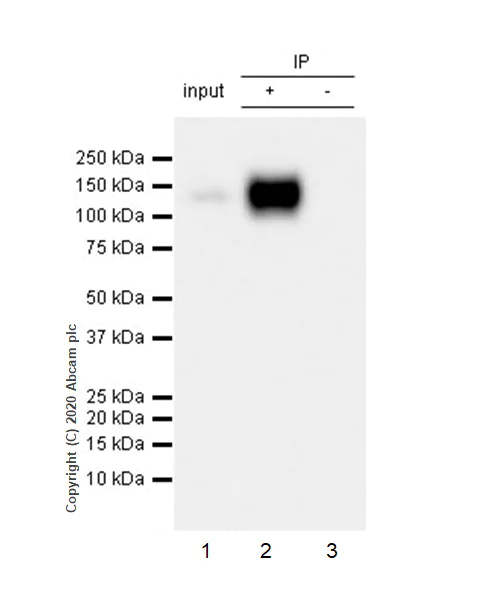 Immunoprecipitation - Anti-CD133 antibody [RM1002] - Stem Cell Marker (AB278053)