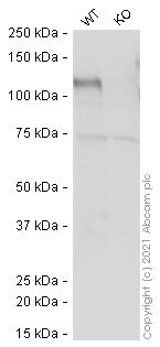 Western blot - Anti-CD133 antibody [RM1002] - Stem Cell Marker (AB278053), expandable thumbnail