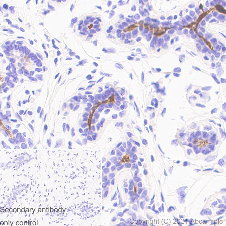 Immunohistochemistry (Formalin/PFA-fixed paraffin-embedded sections) - Anti-CD133 antibody [RM1029] (AB284389)
