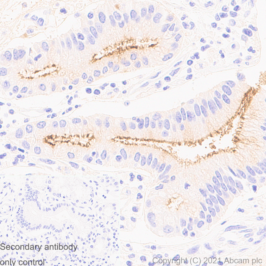 Immunohistochemistry (Formalin/PFA-fixed paraffin-embedded sections) - Anti-CD133 antibody [RM1029] (AB284389)