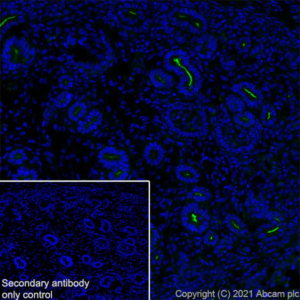 Immunohistochemistry (Frozen sections) - Anti-CD133 antibody [RM1029] (AB284389)