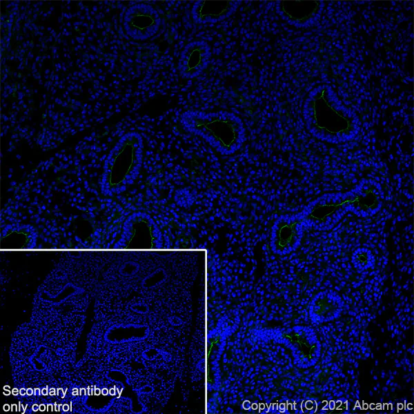 Immunohistochemistry (Frozen sections) - Anti-CD133 antibody [RM1029] (AB284389)