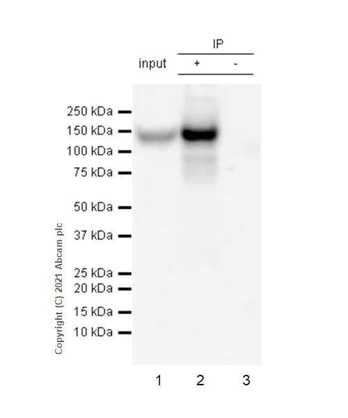 Immunoprecipitation - Anti-CD133 antibody [RM1029] (AB284389)