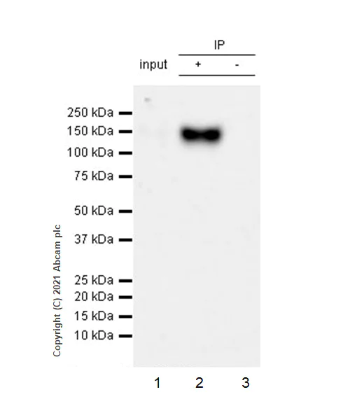 Immunoprecipitation - Anti-CD133 antibody [RM1029] (AB284389)