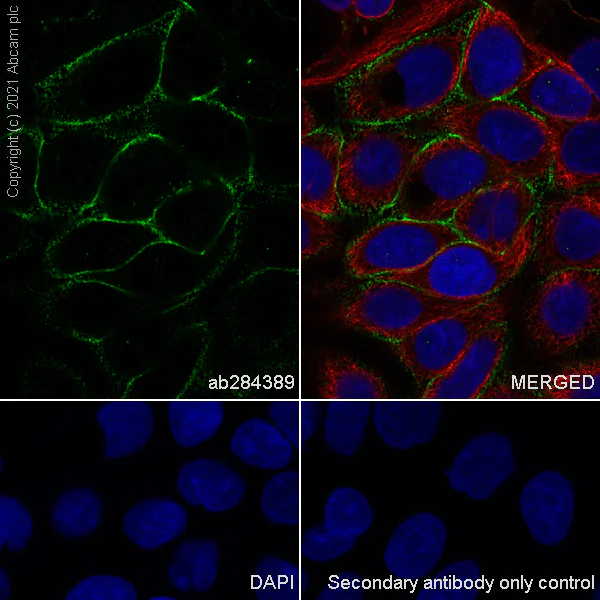 Immunocytochemistry - Anti-CD133 antibody [RM1029] - BSA and Azide free (AB284397)