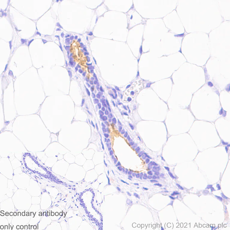 Immunohistochemistry (Formalin/PFA-fixed paraffin-embedded sections) - Anti-CD133 antibody [RM1029] - BSA and Azide free (AB284397)