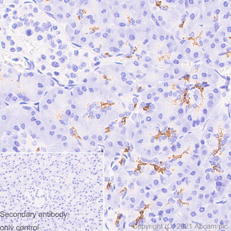 Immunohistochemistry (Formalin/PFA-fixed paraffin-embedded sections) - Anti-CD133 antibody [RM1029] - BSA and Azide free (AB284397)
