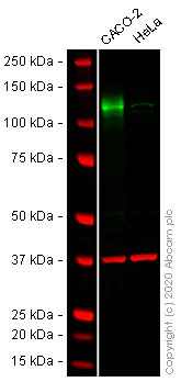 Western blot - Anti-CD133 antibody - Stem Cell Marker (AB19898)