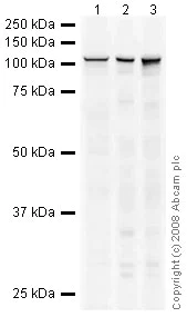 Western blot - Anti-CD133 antibody - Stem Cell Marker (AB19898)