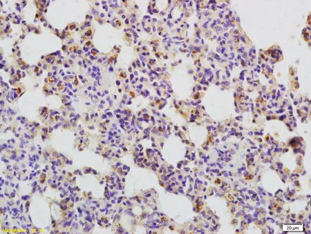 Immunohistochemistry (Formalin/PFA-fixed paraffin-embedded sections) - Anti-CD134 / OX40L receptor antibody (AB203220)