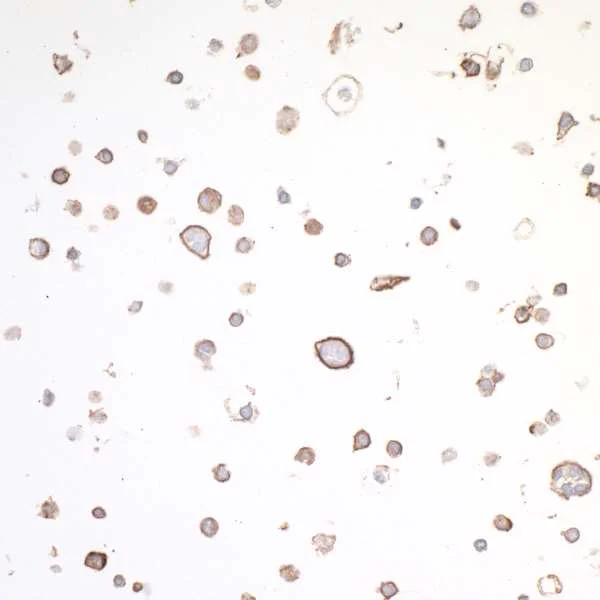 Immunocytochemistry - Anti-CD134 / OX40L receptor antibody [BLR042F] (AB243898)