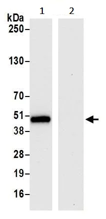 Immunoprecipitation - Anti-CD134 / OX40L receptor antibody [BLR042F] (AB243898)