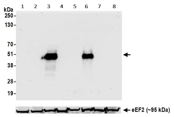 Western blot - Anti-CD134 / OX40L receptor antibody [BLR042F] (AB243898)