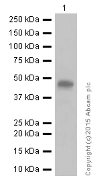 Western blot - Anti-CD134 / OX40L receptor antibody [EPR17Y] - BSA and Azide free (AB167545)
