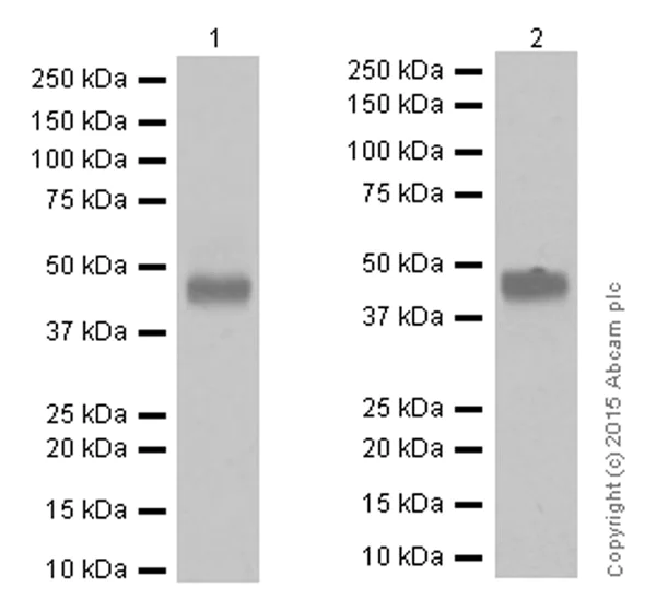 Western blot - Anti-CD134 / OX40L receptor antibody [EPR17Y] - BSA and Azide free (AB167545)