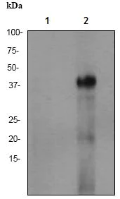 Western blot - Anti-CD134 / OX40L receptor antibody [EPR17Y] - BSA and Azide free (AB167545)