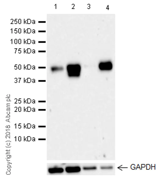 Western blot - Anti-CD134 / OX40L receptor antibody [EPR22229-5] (AB229021)