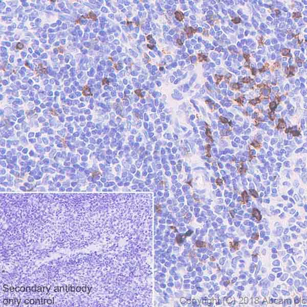 Immunohistochemistry (Formalin/PFA-fixed paraffin-embedded sections) - Anti-CD134 / OX40L receptor antibody [EPR22229-5] - BSA and Azide free (AB242024)