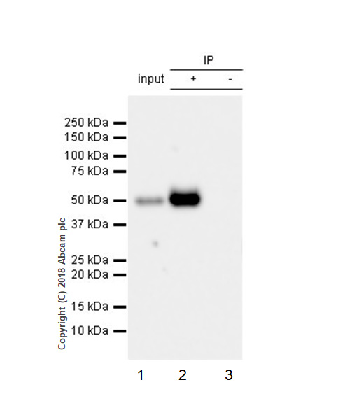 Immunoprecipitation - Anti-CD134 / OX40L receptor antibody [EPR22229-5] - BSA and Azide free (AB242024), expandable thumbnail